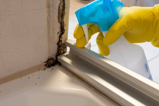 Best Commercial Mold Removal  in Fernandina Beach, FL