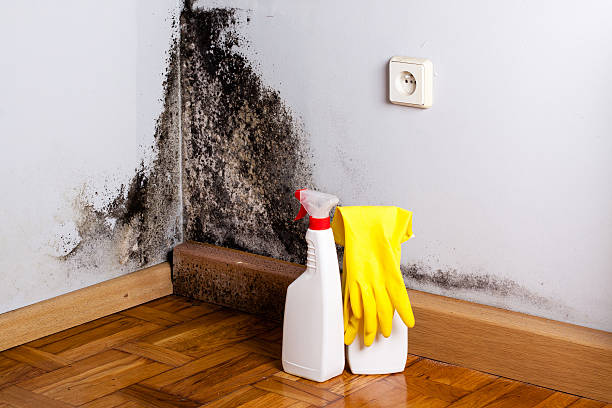 Best Attic Mold Removal  in Fernandina Beach, FL